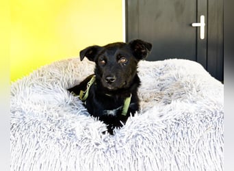 Pepper sucht sein für immer zu Hause....