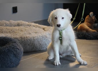 Teddybär Almino sucht Dich...