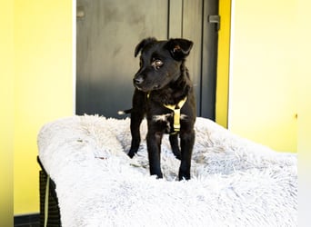 Pepper sucht sein für immer zu Hause....
