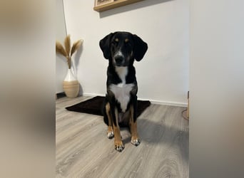 Andina sucht Hundeerfahrene Menschen...