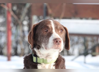 Marley sucht ein liebevolles und ruhiges Zuhause...