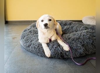 Sally weiße Schönheit sucht für immer Zuhause
