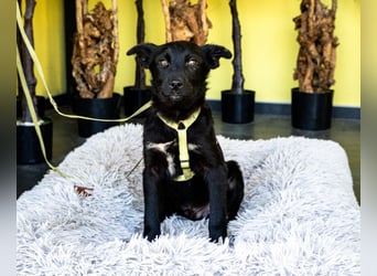 Pepper sucht sein für immer zu Hause....