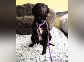 Wer schenkt Jolina ein für immer Zuhause