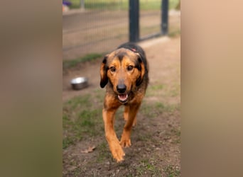 Cara unser Seelenhund...