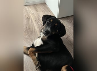 Andina sucht Hundeerfahrene Menschen...