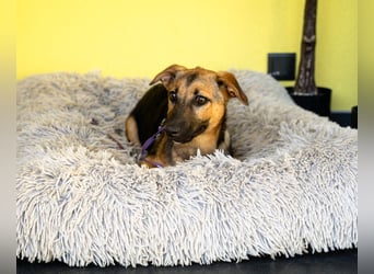 Nanda sucht ein neues zu Hause.