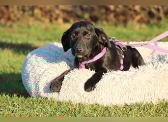 Taino wünscht sich endlich ein zu Hause ....