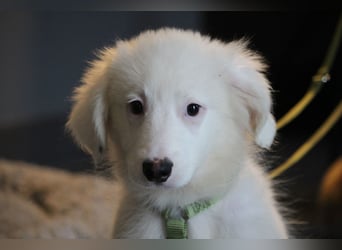 Teddybär Almino sucht Dich...