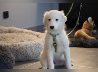 Teddybär Almino sucht Dich...