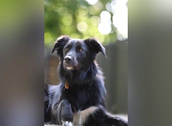 Sunita sucht ihr für immer Zuhause...