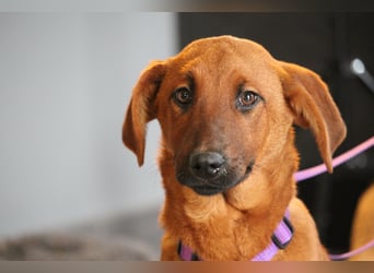 Liebe Maxima sucht ihr Zuhause....