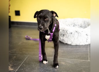 Sweety möchte ihr Herz verschenken....