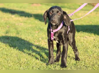 Taino wünscht sich endlich ein zu Hause ....