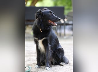 Sunita sucht ihr für immer Zuhause...