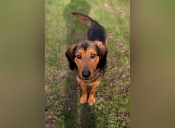 Cara unser Seelenhund...