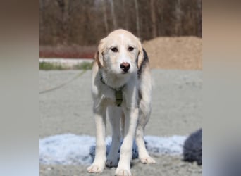 Lasko sucht ein Zuhause...