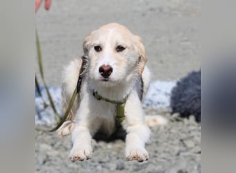 Lasko sucht ein Zuhause...