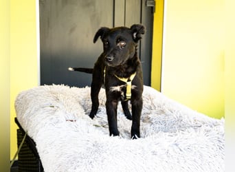 Pepper sucht sein für immer zu Hause....