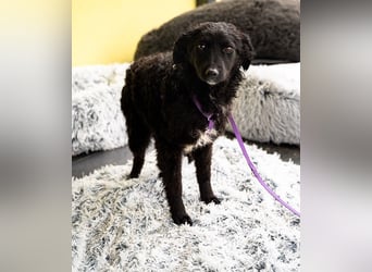 Wer schenkt Jolina ein für immer Zuhause