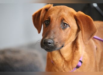 Liebe Maxima sucht ihr Zuhause....