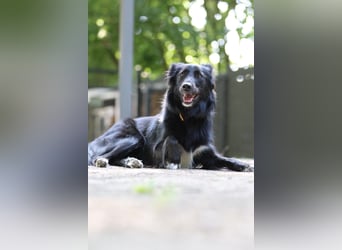 Sunita sucht ihr für immer Zuhause...