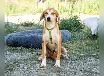 Storm sucht eine liebevolle Familie...