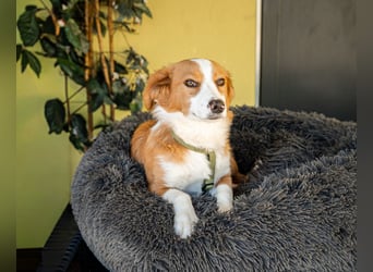 Flo sucht liebevolle Familie...