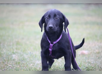 Liora sucht ihr Für-Immer-Zuhause