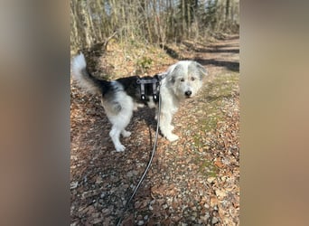 Amelio – sanfter Herzenshund sucht sein Für-Immer-Zuhause