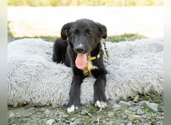 Mylo sucht sein zu Hause