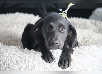 Shadow wünscht sich endlich ein zu Hause ....