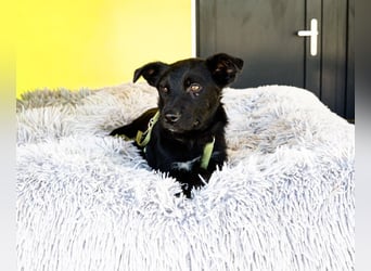 Pepper sucht sein für immer zu Hause....