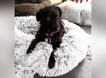 Wer schenkt Jolina ein für immer Zuhause