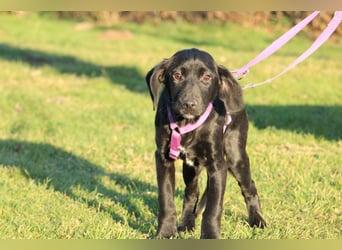 Taino wünscht sich endlich ein zu Hause ....