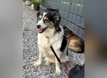 Lola unsere hübsche Dame...