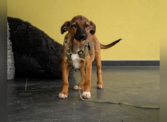 Mango sucht seine Menschen...