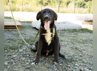 Mylo sucht sein zu Hause