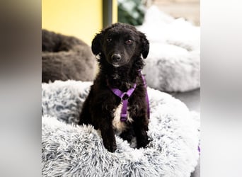 Wer schenkt Jolina ein für immer Zuhause