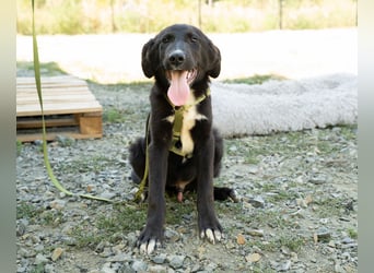 Mylo sucht sein zu Hause