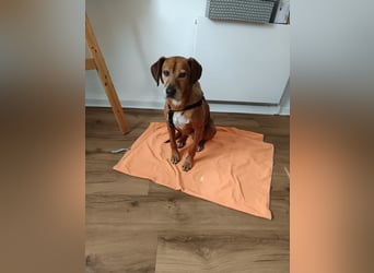 Amirs sucht ihr Zuhause - und vielleicht genau dich!