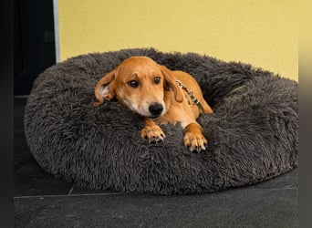 Yandrino sucht sein Glück...