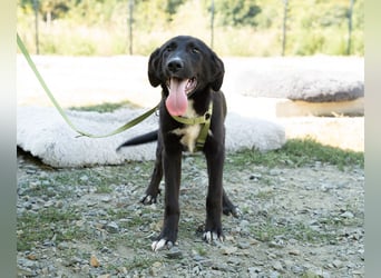 Mylo sucht sein zu Hause