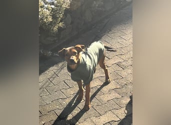 Ein Platz im Herzen gesucht: Jando