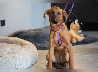 Liebe Maxima sucht ihr Zuhause....