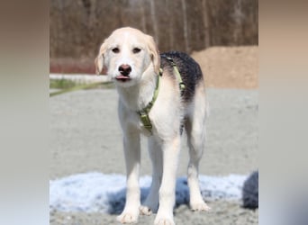 Lasko sucht ein Zuhause...