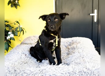 Pepper sucht sein für immer zu Hause....