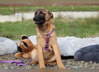 Kessy unsere große Schönheit...