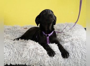 Ylvana sucht ihre Lieblingsmenschen...