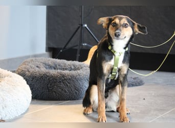 Dorino sucht sein Glück...